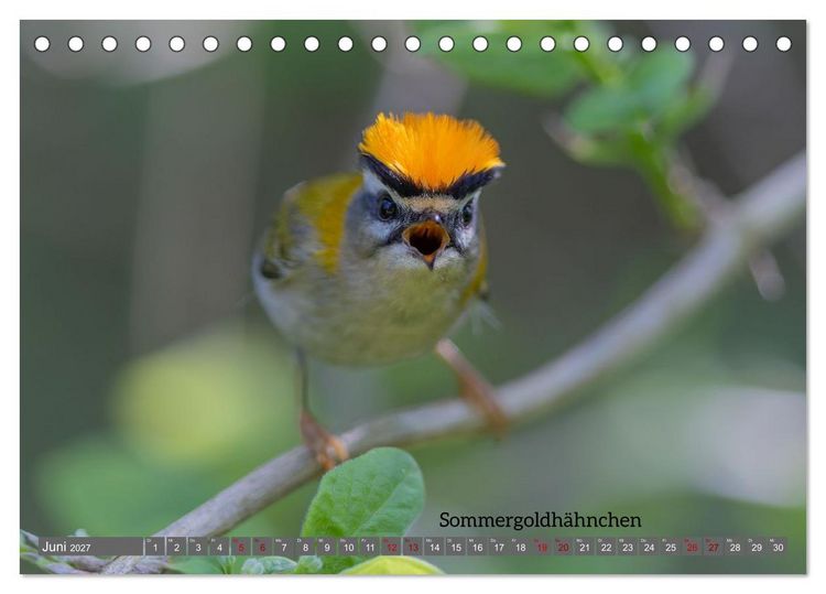 Produktbild: Vogelfotografie aus dem Norden (Tischkalender 2027 DIN A5 quer), CALVENDO Monatskalender