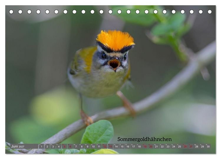 Produktbild: Vogelfotografie aus dem Norden (Tischkalender 2027 DIN A5 quer), CALVENDO Monatskalender
