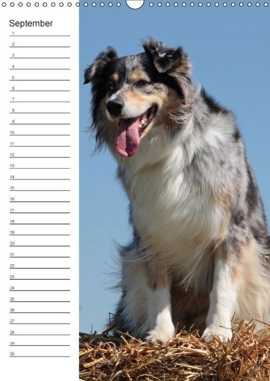 Produktbild: Der Aussie - Geburtstagskalender (Wandkalender immerw&auml;hrend DIN A3 hoch)