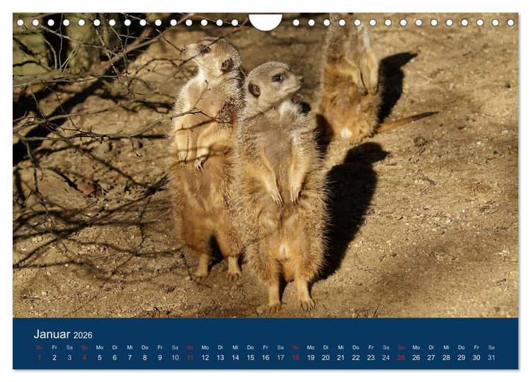 Produktbild: Erdm&auml;nnchen - Zusammen sind wir stark (Wandkalender 2026 DIN A4 quer), CALVENDO Monatskalender