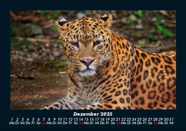 Produktbild: Tierkalender 2025 Fotokalender DIN A5