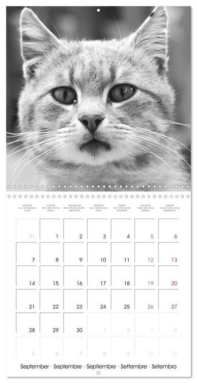Produktbild: Black and white cat whispers (Wall Calendar 2026 12 &times; 12 Inch) CALVENDO 12 Month Wall Calendar