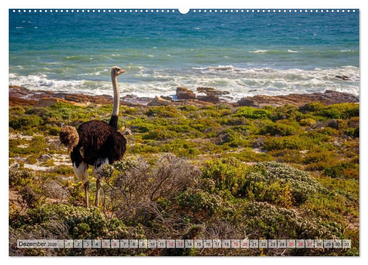 Produktbild: S&uuml;dafrika: Kapstadt, Garden Route und Cape Winelands (hochwertiger Premium Wandkalender 2026 DIN A2 quer), Kunstdruck in Hochglanz