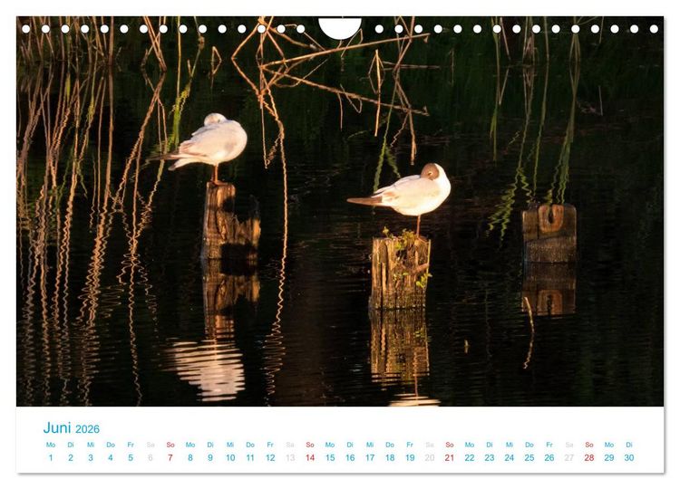 Produktbild: Der Dar&szlig; Kalender CH-Version (Wandkalender 2026 DIN A4 quer), CALVENDO Monatskalender