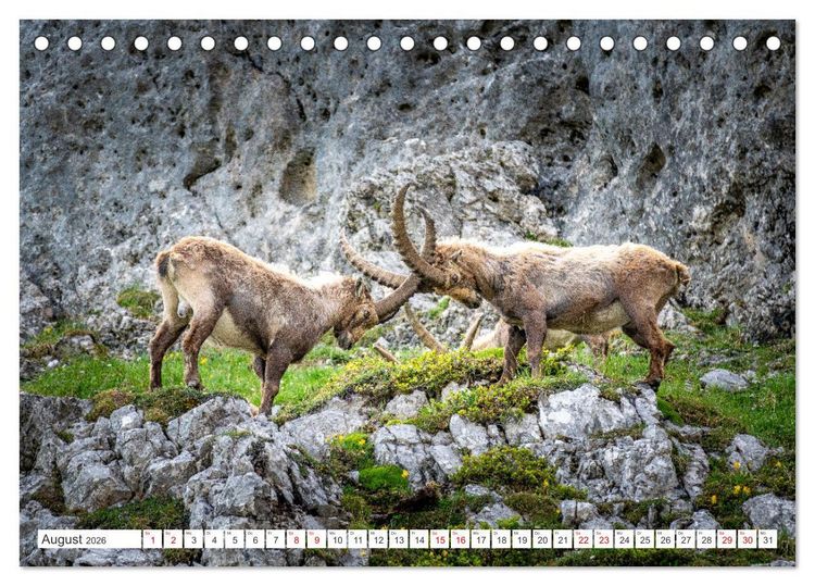 Produktbild: Steinb&ouml;cke - Majest&auml;tische Tiere der Alpen (Tischkalender 2026 DIN A5 quer), CALVENDO Monatskalender
