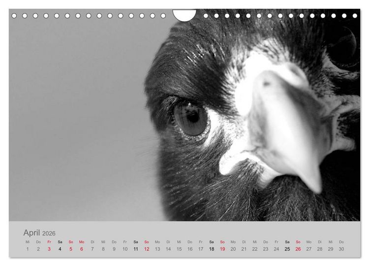 Produktbild: Die Seelen der wilden Tiere (Wandkalender 2026 DIN A4 quer), CALVENDO Monatskalender