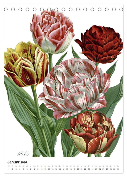 Produktbild: Tulpen - Jahr (Tischkalender 2026 DIN A5 hoch), CALVENDO Monatskalender