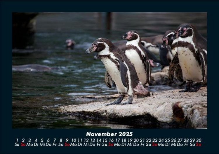 Produktbild: Pinguine & Eisb&auml;ren 2025 Fotokalender DIN A5
