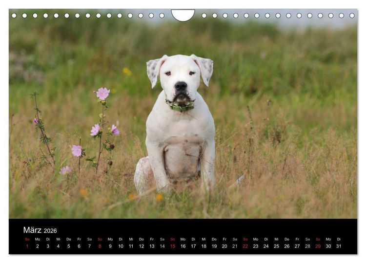 Produktbild: American Bulldog - stolz, loyal, einzigartig (Wandkalender 2026 DIN A4 quer), CALVENDO Monatskalender