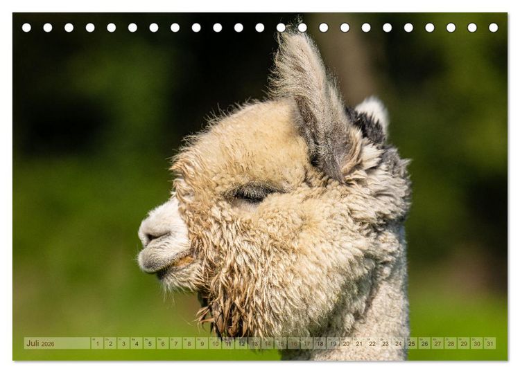 Produktbild: Alpakas im Portrait (Tischkalender 2026 DIN A5 quer), CALVENDO Monatskalender