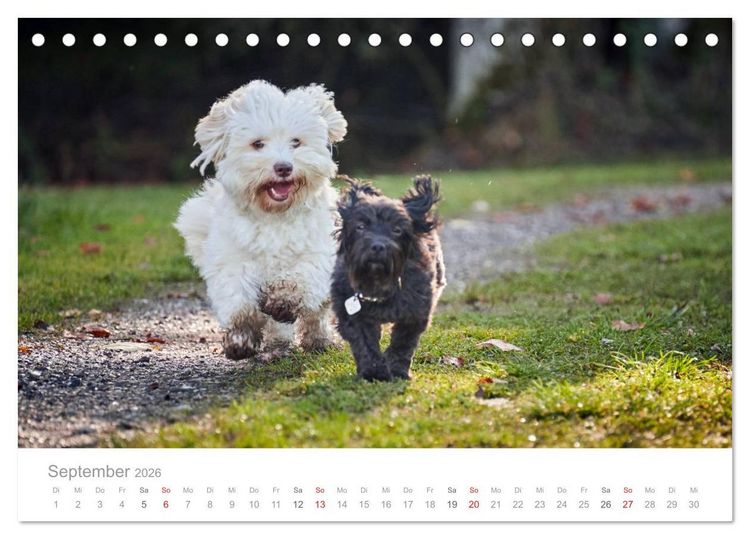 Produktbild: Havaneser - Herz aus Gold (Tischkalender 2026 DIN A5 quer), CALVENDO Monatskalender