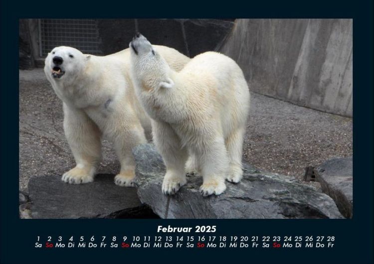 Produktbild: Tierkalender 2025 Fotokalender DIN A4