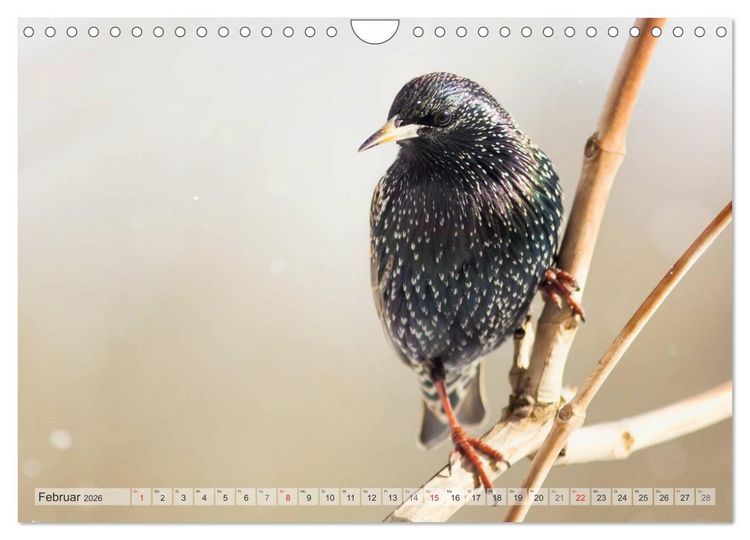 Produktbild: NATUR PUR Heimische Singv&ouml;gel (Wandkalender 2026 DIN A4 quer), CALVENDO Monatskalender