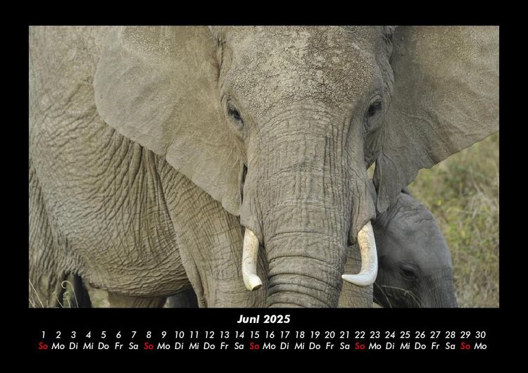 Produktbild: Welt der Tiere 2025 Fotokalender DIN A3
