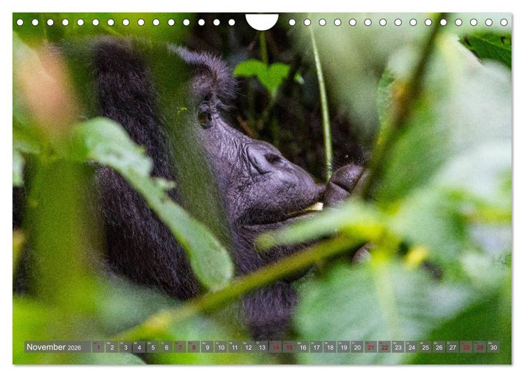 Produktbild: Gorillas ohne Nebel (Wandkalender 2026 DIN A4 quer), CALVENDO Monatskalender