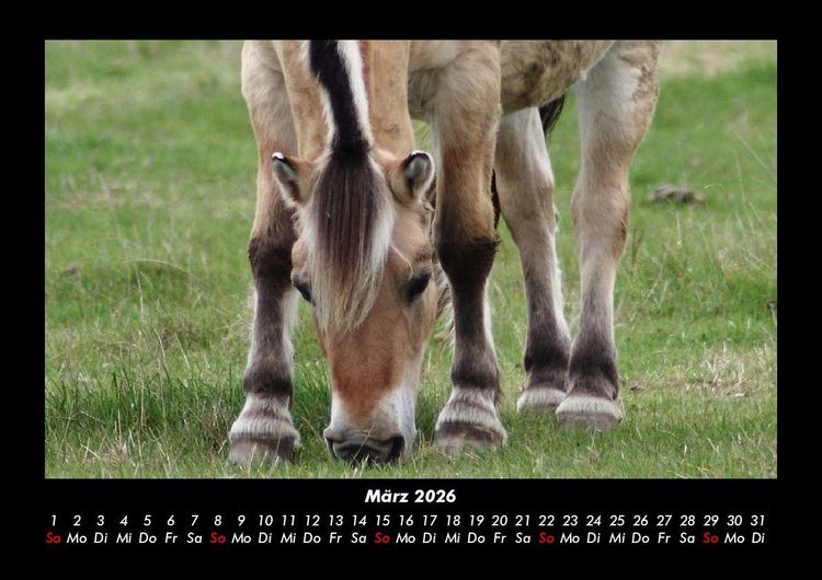 Produktbild: Pferde Kalender 2026 Fotokalender DIN A3
