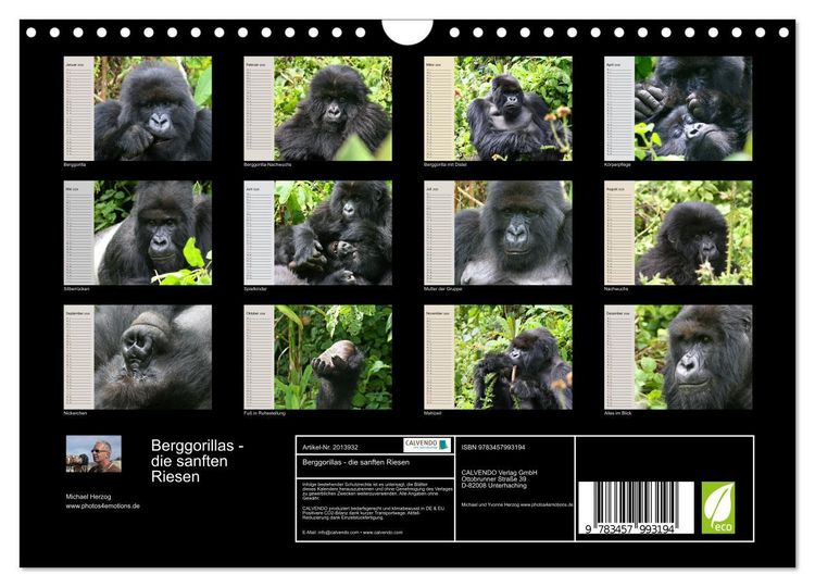 Produktbild: Berggorillas - die sanften Riesen (Wandkalender 2026 DIN A4 quer), CALVENDO Monatskalender