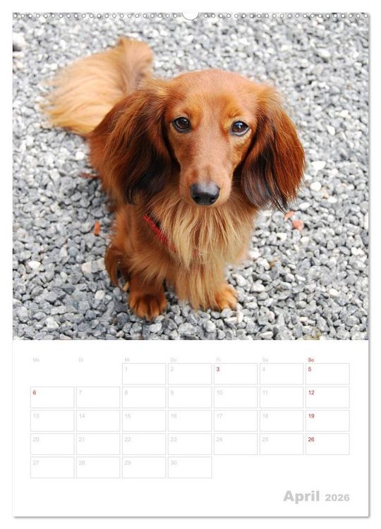 Produktbild: Der Dackel - mein kleiner Freund (hochwertiger Premium Wandkalender 2026 DIN A2 hoch), Kunstdruck in Hochglanz
