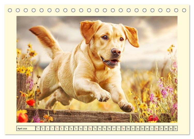 Produktbild: Labrador Retriever. Labrador-Magie f&uuml;r Herz und Seele (Tischkalender 2026 DIN A5 quer), CALVENDO Monatskalender