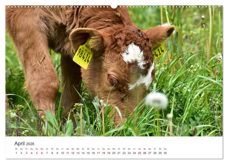 Produktbild: K&auml;lber - Kleine Herzensbrecher auf den Wiesen (Wandkalender 2026 DIN A2 quer), CALVENDO Monatskalender