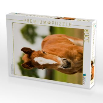 Produktbild: CALVENDO Puzzle Schwarzw&auml;lder Kaltblut Fohlen | 1000 Teile Lege-Gr&ouml;&szlig;e 64x48cm Foto-Puzzle f&uuml;r gl&uuml;ckliche Stunden