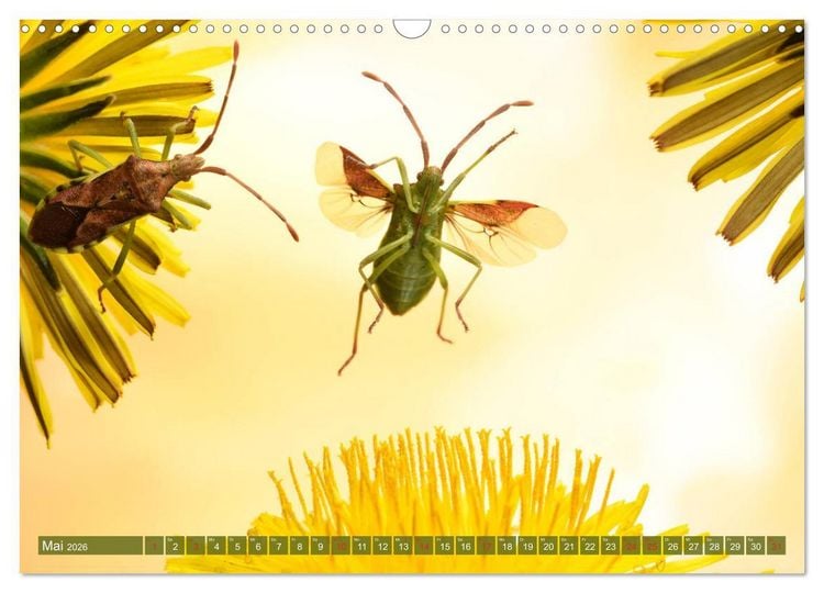 Produktbild: Sechs Beine in der Luft - Wanzen im Flug (Wandkalender 2026 DIN A3 quer), CALVENDO Monatskalender