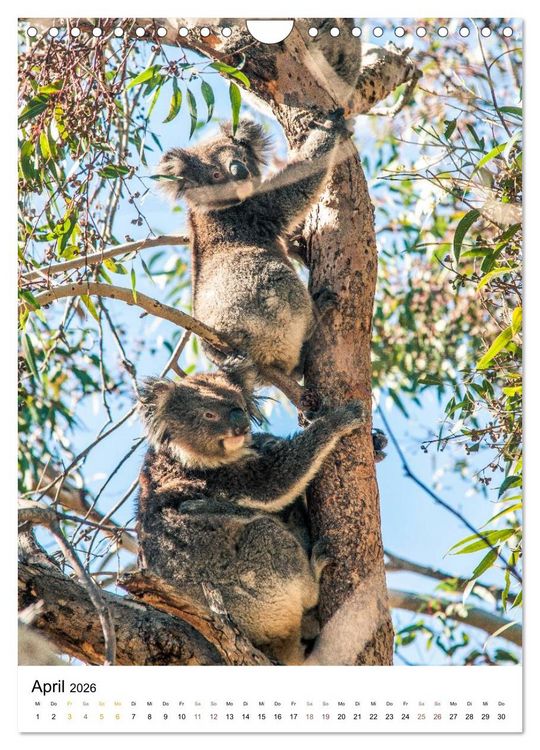 Produktbild: australian animals (Wandkalender 2026 DIN A4 hoch), CALVENDO Monatskalender
