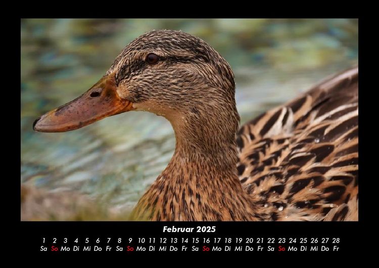 Produktbild: Enten 2025 Fotokalender DIN A3