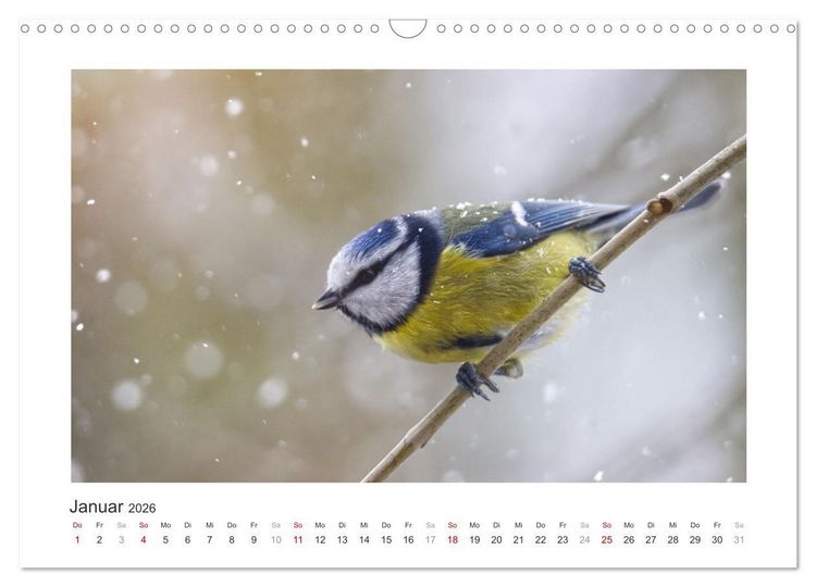 Produktbild: Gefiederte Garteng&auml;ste, Blaumeisen (Wandkalender 2026 DIN A3 quer), CALVENDO Monatskalender