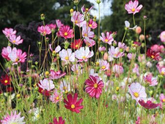 Produktbild: CALVENDO Puzzle Cosmea oder Schmuckk&ouml;rbchen in der Blumenwiese | 1000 Teile Lege-Gr&ouml;&szlig;e 64x48cm Foto-Puzzle f&uuml;r gl&uuml;ckliche Stunden