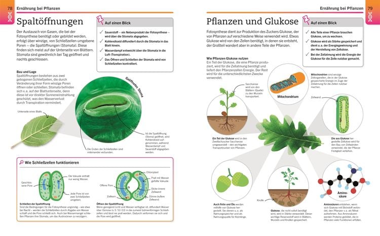 Produktbild: Visuelles Wissen. Biologie