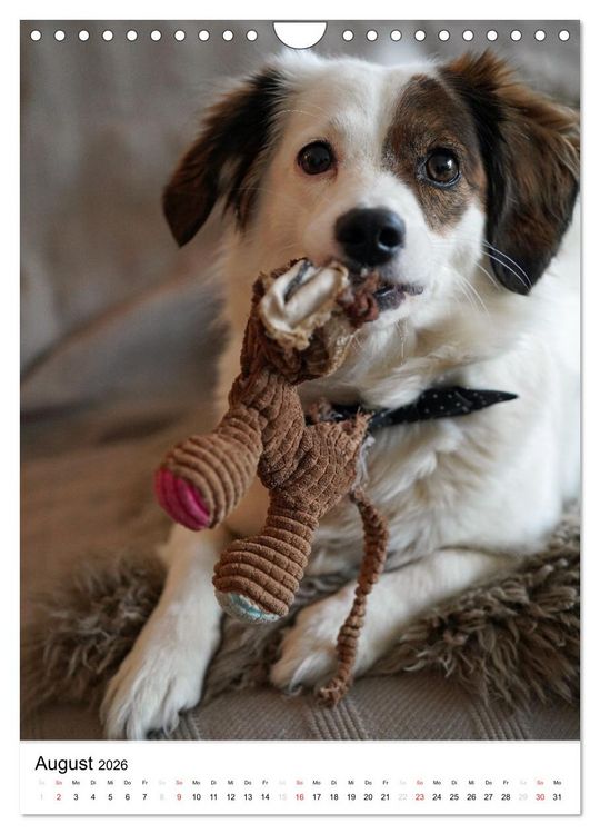 Produktbild: Hundefreunde (Wandkalender 2026 DIN A4 hoch), CALVENDO Monatskalender