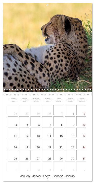 Produktbild: CATS OF AFRICA (Wall Calendar 2027 12 &times; 12 Inch) CALVENDO 12 Month Wall Calendar