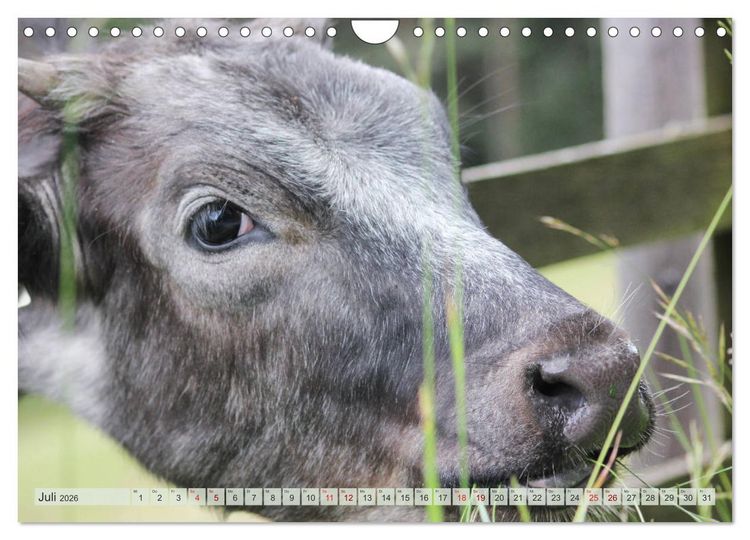 Produktbild: Alpenrinder (Wandkalender 2026 DIN A4 quer), CALVENDO Monatskalender