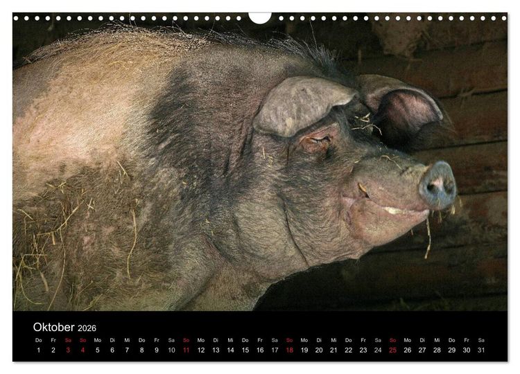 Produktbild: Schweinereien (Wandkalender 2026 DIN A3 quer), CALVENDO Monatskalender