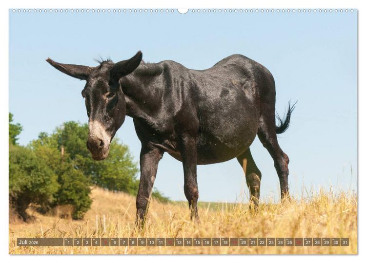 Produktbild: Kunterbunte Eselwelt - Liebenswerte Langohren (Wandkalender 2026 DIN A2 quer), CALVENDO Monatskalender