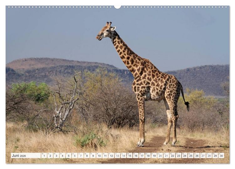 Produktbild: S&uuml;dafrika / Landschaften & Tiere / Christian Heeb (hochwertiger Premium Wandkalender 2026 DIN A2 quer), Kunstdruck in Hochglanz