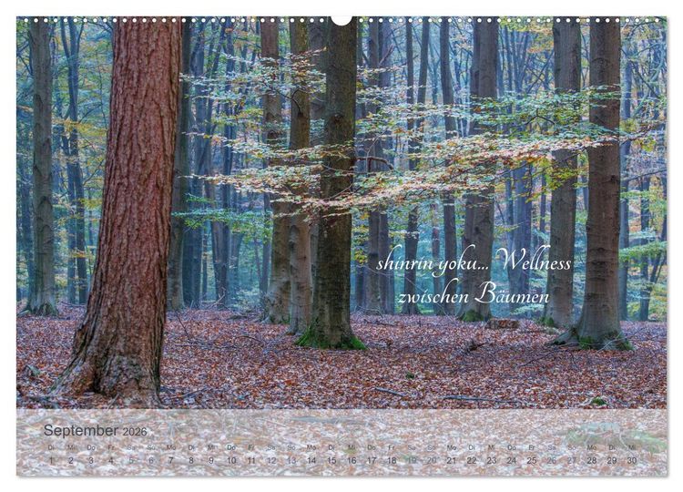 Produktbild: Shinrin yoku - Waldbaden 2026 (hochwertiger Premium Wandkalender 2026 DIN A2 quer), Kunstdruck in Hochglanz