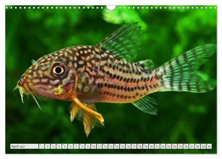 Produktbild: Beliebte Fische der Welt (Wandkalender 2027 DIN A3 quer), CALVENDO Monatskalender