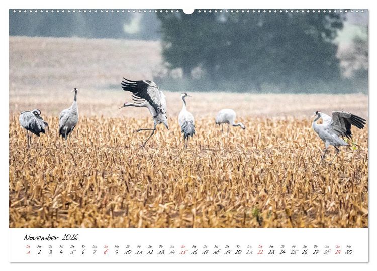 Produktbild: Mein Fischland! Unterwegs auf dem Dar&szlig; (Wandkalender 2026 DIN A2 quer), CALVENDO Monatskalender