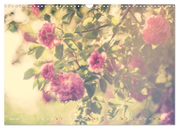Produktbild: Die Welt der Alten Rosen (Wandkalender 2026 DIN A3 quer), CALVENDO Monatskalender