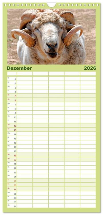 Produktbild: Familienplaner 2026 - Schafe mit 5 Spalten (Wandkalender, 21 x 45 cm) CALVENDO