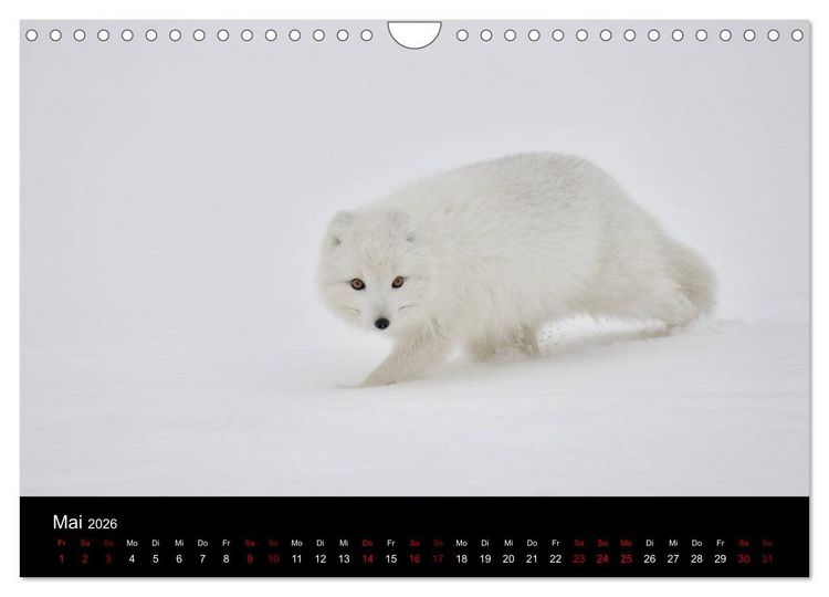 Produktbild: Polarfuchsstudien Wildlife (Wandkalender 2026 DIN A4 quer), CALVENDO Monatskalender