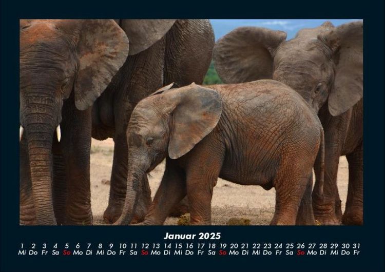 Produktbild: Elefanten 2025 Fotokalender DIN A4