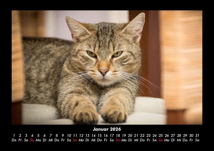 Produktbild: F&uuml;r Katzenfreunde 2026 Fotokalender DIN A3