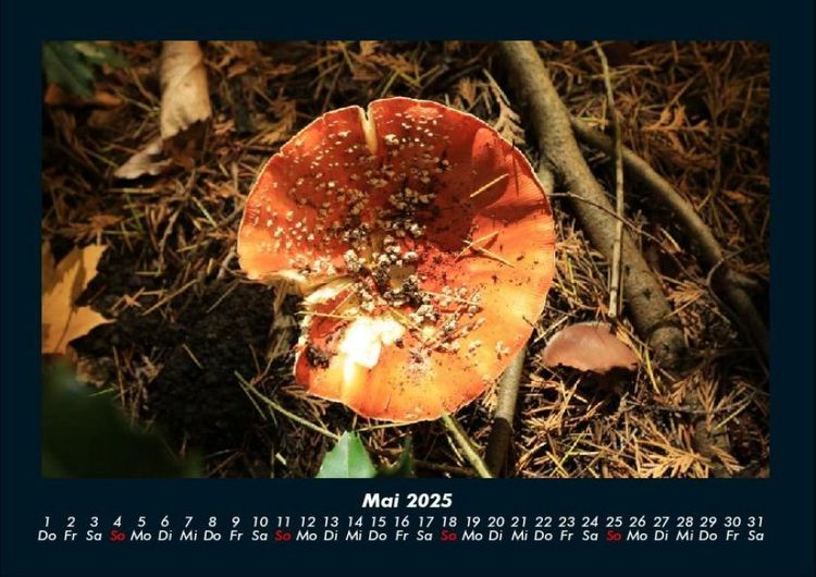 Produktbild: Pilzkalender 2025 Fotokalender DIN A4