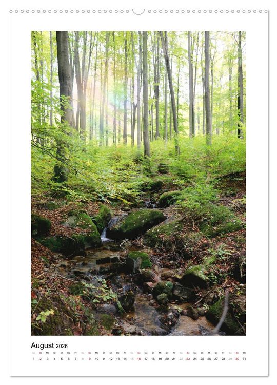 Produktbild: Mein Sehnsuchtsort, der Wald (Wandkalender 2026 DIN A2 hoch), CALVENDO Monatskalender