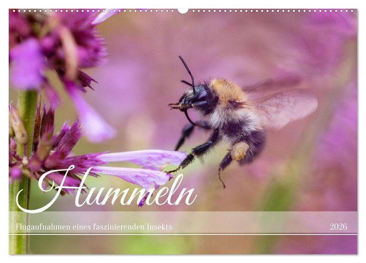 Produktbild: Hummeln - Flugaufnahmen eines faszinierenden Insekts (Wandkalender 2026 DIN A2 quer), CALVENDO Monatskalender