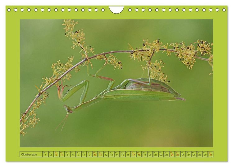 Produktbild: Die Gottesanbeterin Mantis Religiosa (Wandkalender 2026 DIN A4 quer), CALVENDO Monatskalender