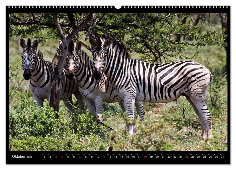 Produktbild: S&Uuml;DAFRIKA Augenblicke (Wandkalender 2026 DIN A2 quer), CALVENDO Monatskalender